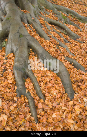 Roots of a Common Beech tree, Fagus Sylvatica, are exposed while the ground is covered in fallen orange leaves in Autumn/fall Stock Photo