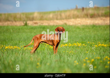 Magyar Viszla in a meadow Stock Photo