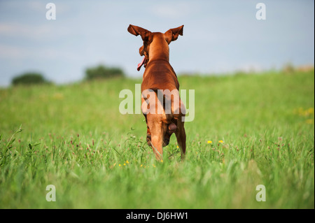 Magyar Viszla in a meadow Stock Photo