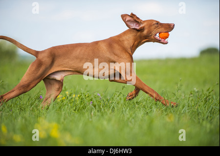 Magyar Viszla in a meadow Stock Photo