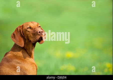 Magyar Viszla in a meadow Stock Photo