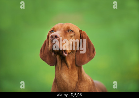 Magyar Viszla in a meadow Stock Photo