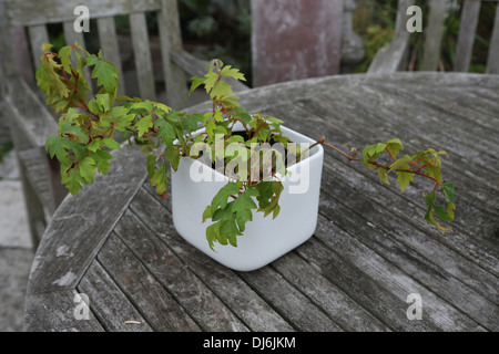 Grape Ivy (Parthenocissus Tricuspidata) In A White Pot Stock Photo