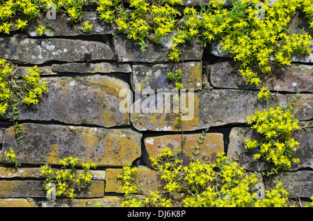 Dry Stone Wall Covered in Sedum at Spring Mill State Park in Indiana Stock Photo