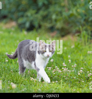 Gray and White Cat Walking through the Grass