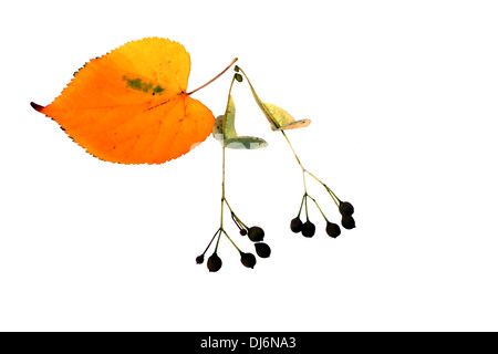Linden seeds with yellow leaf on white background Stock Photo