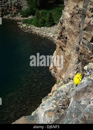 Old Man of the Mountain Hymenoxys grandiflora Blue Lake South San Juan Wilderness Area Colorado USA Stock Photo