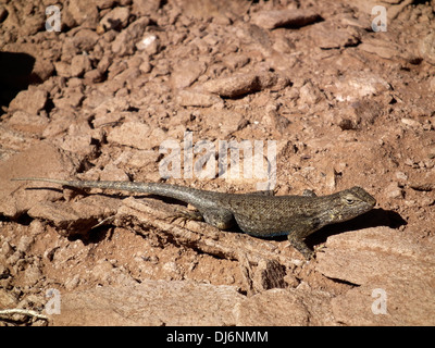 Western Fence Lizard Sceloporus occidentalis Kodachrome Basin State Park Utah USA Stock Photo