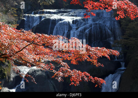 Daigo, Japan. 14th Nov, 2013. Maple trees autumn leaves along Fukuroda Falls on November 23, 2013in Daigo, Ibaraki, Japan. Fukuroda Falls also one of the 100 best waterfalls in Japan. © Koichi Kamoshida/Jana Press/ZUMAPRESS.com/Alamy Live News Stock Photo