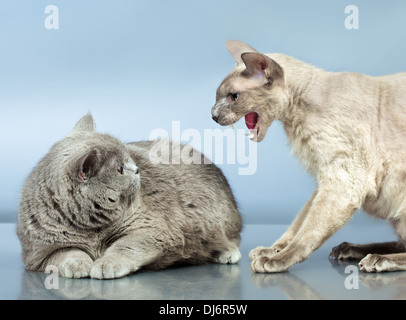 angry peterbald and blue british shorthair cat Stock Photo