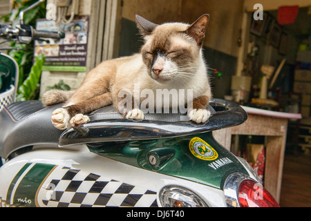 Siamese cat relaxing on a motorcycle, Chanthaburi, Thailand Stock Photo