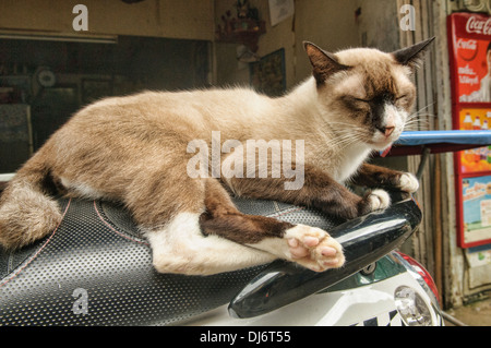 Siamese cat relaxing on a motorcycle, Chanthaburi, Thailand Stock Photo