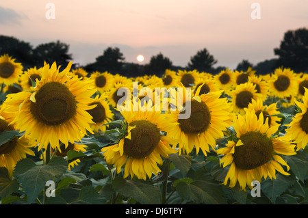 Field of Sunflowers at Sunset in Starlight, Indiana Stock Photo