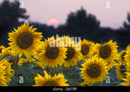 Field of Sunflowers at Sunset in Starlight, Indiana Stock Photo