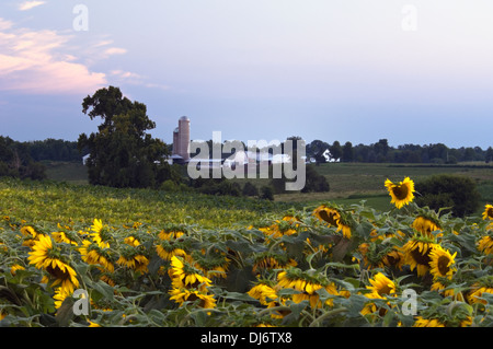 Field of Sunflowers on Farm in Starlight, Indiana Stock Photo