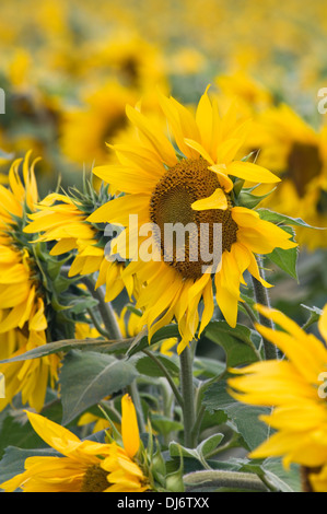 Field of Sunflowers on Farm in Starlight, Indiana Stock Photo