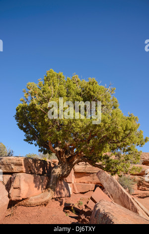 Utah Juniper Tree, Juniperus osteosperma, Dead Horse Point State Park, Utah, USA Stock Photo