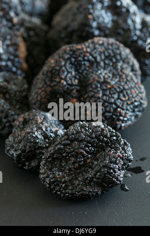 Black Périgord Truffles grown in North Carolina. divine, aromatic and beautiful Stock Photo