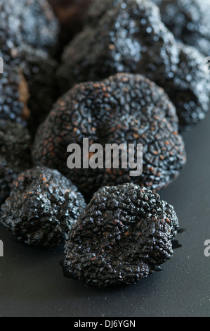 Black Périgord Truffles grown in North Carolina. divine, aromatic and beautiful Stock Photo