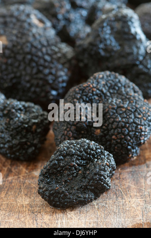 Black Périgord Truffles grown in North Carolina. divine, aromatic and beautiful Stock Photo