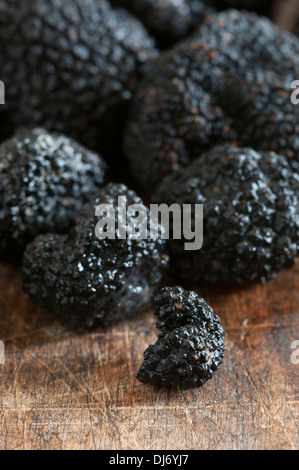 Black Périgord Truffles grown in North Carolina. divine, aromatic and beautiful Stock Photo