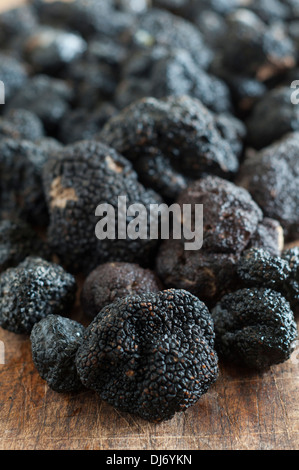 Black Périgord Truffles grown in North Carolina. divine, aromatic and beautiful Stock Photo