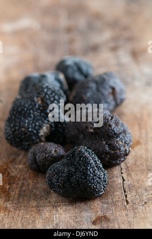 Black Périgord Truffles grown in North Carolina. divine, aromatic and beautiful Stock Photo