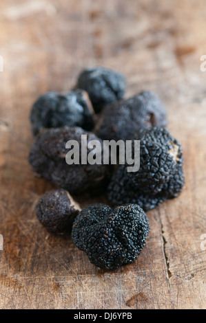 Black Périgord Truffles grown in North Carolina. divine, aromatic and beautiful Stock Photo