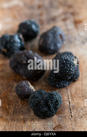 Black Périgord Truffles grown in North Carolina. divine, aromatic and beautiful Stock Photo