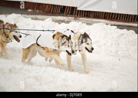 A dog sled team running in the Iditarod dog sled race, Anchorage, Alaska Stock Photo