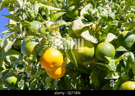 Oranges growing on trees in Spain Stock Photo