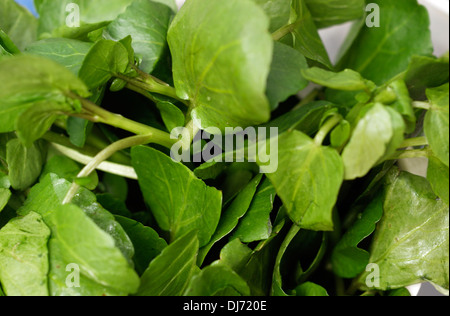 Water cress hi-res stock photography and images - Alamy