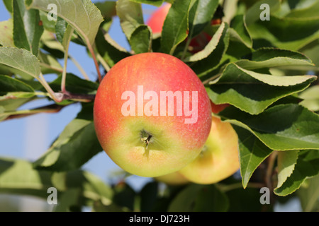 Apples hanging on an apple tree in autumn in a garden Stock Photo