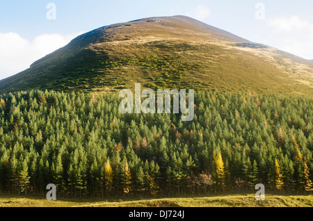 Landscape of commercial pines and spruce in glen. Stock Photo