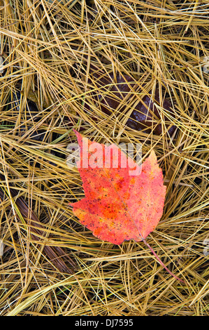 Fallen Red Maple Leaf and Pine Needles in Floyd County, Indiana Stock Photo