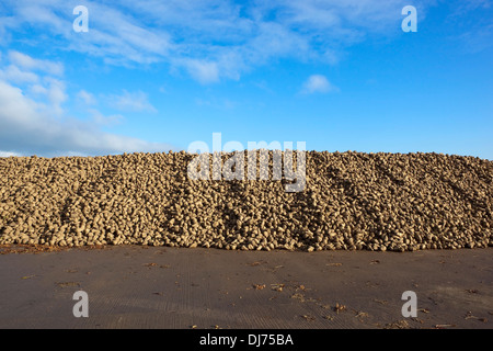 A large pile of newly harvested sugar beet on a concrete yard ready for collection under a cloudy blue sky Stock Photo