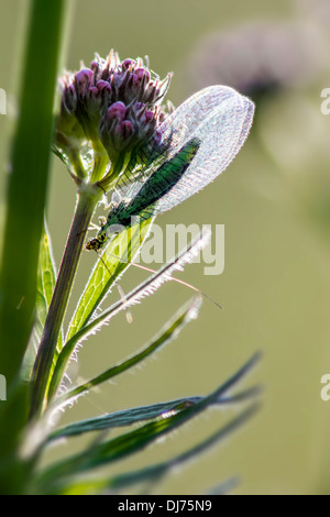 Portrait of a Chrysoperla carnea, known as the common green lacewing Stock Photo