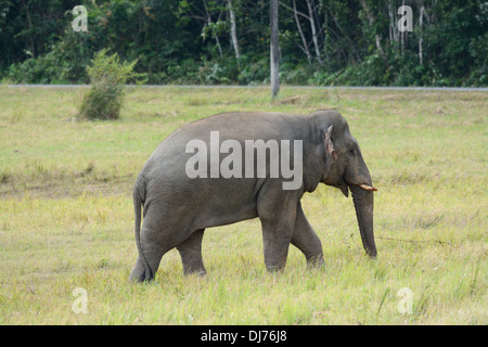 beautiful bull Asian Elephant (Elephas maximus) at Thai national park Stock Photo