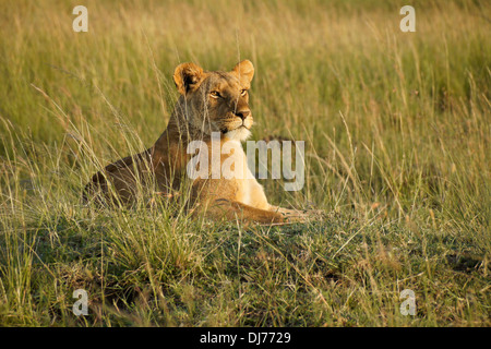 Lioness on termite mound in long grass, Masai Mara, Kenya Stock Photo