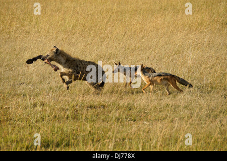 Black-backed (silver-backed) jackals chasing spotted hyena with zebra leg, Masai Mara, Kenya