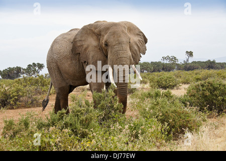 Bull elephant with high-water mark on legs and trunk from crossing river, Samburu, Kenya Stock Photo