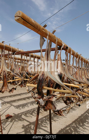 Squids hanged and drying in the sun in fishing port the town of Olhao  or Olhao da Restauracao in Algarve the southernmost region of Portugal Stock Photo