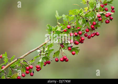 Haws; Hawthorn; Crategus monogyna; Autumn; UK Stock Photo