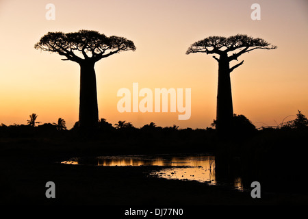 Grandidier's baobabs at sunset, Morondava, Madagascar Stock Photo