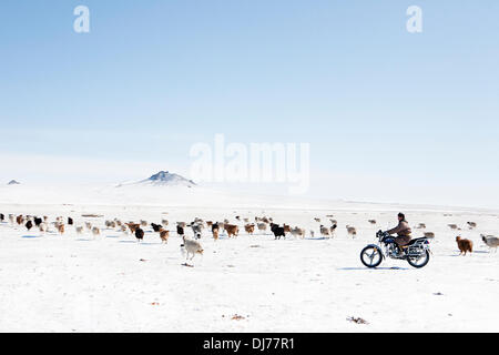 Mar 29, 2012 - Taragt, Mongolia - A young nomad herds his animals by motorcycle after an early spring snowstorm. Mongolian herders adopt technology quickly and it is not uncommon to see trucks and motorcycles replacing work animals. Mongolian pastoral herders make up one of the world's largest remaining nomadic cultures. For millennia they have lived on the steppes, grazing their livestock on the lush grasslands. But today, their traditional way of life is at risk on multiple fronts. Alongside a rapidly changing economic landscape, climate change and desertification are also threatening nomadi Stock Photo