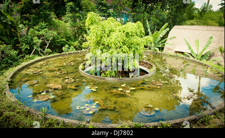 Small pool with lotus flowers in Bali, Indonesia Stock Photo