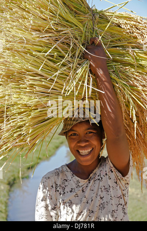 Woman carrying harvested rice, Madagascar Stock Photo