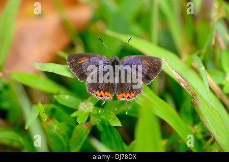 beautiful Golden Sapphire butterfly (Hellophorus brahma) on grass near the road track Stock Photo