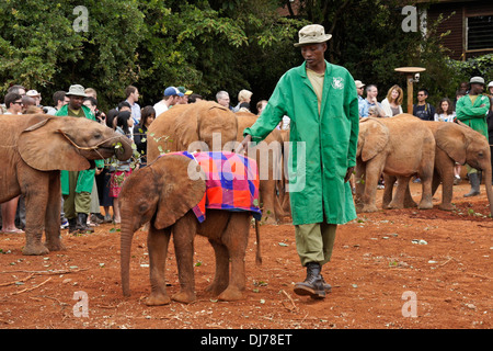 Caretakers with orphaned elephants, Sheldrick Wildlife Trust, Nairobi, Kenya Stock Photo