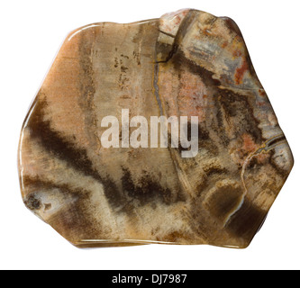 Macro picture of a Petrified Wood bead from Alaska for making jewelry - isolated on white Stock Photo